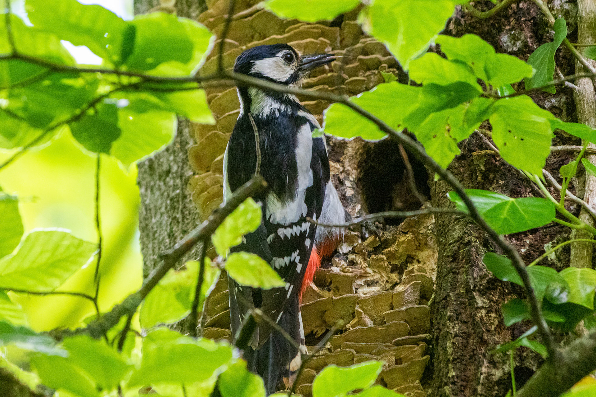 Buntspecht am Nest