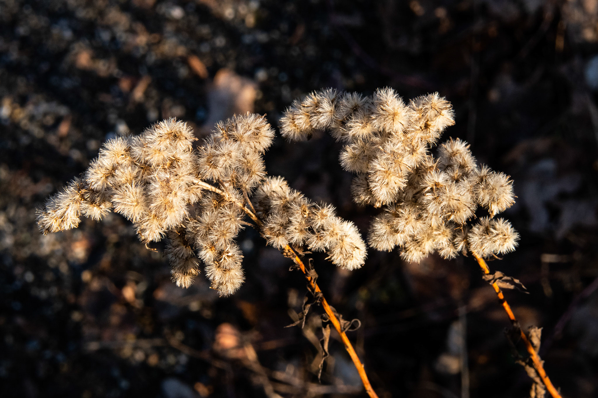 Strauch im Wald