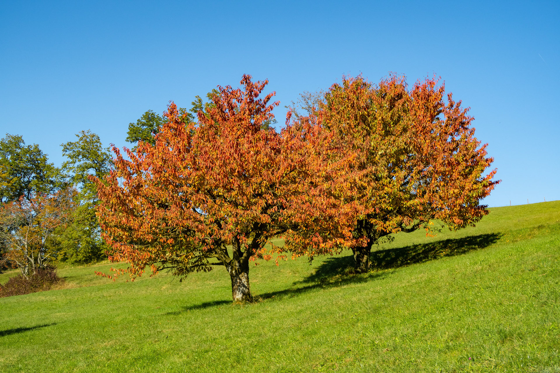 Chriesibaum im Herbst