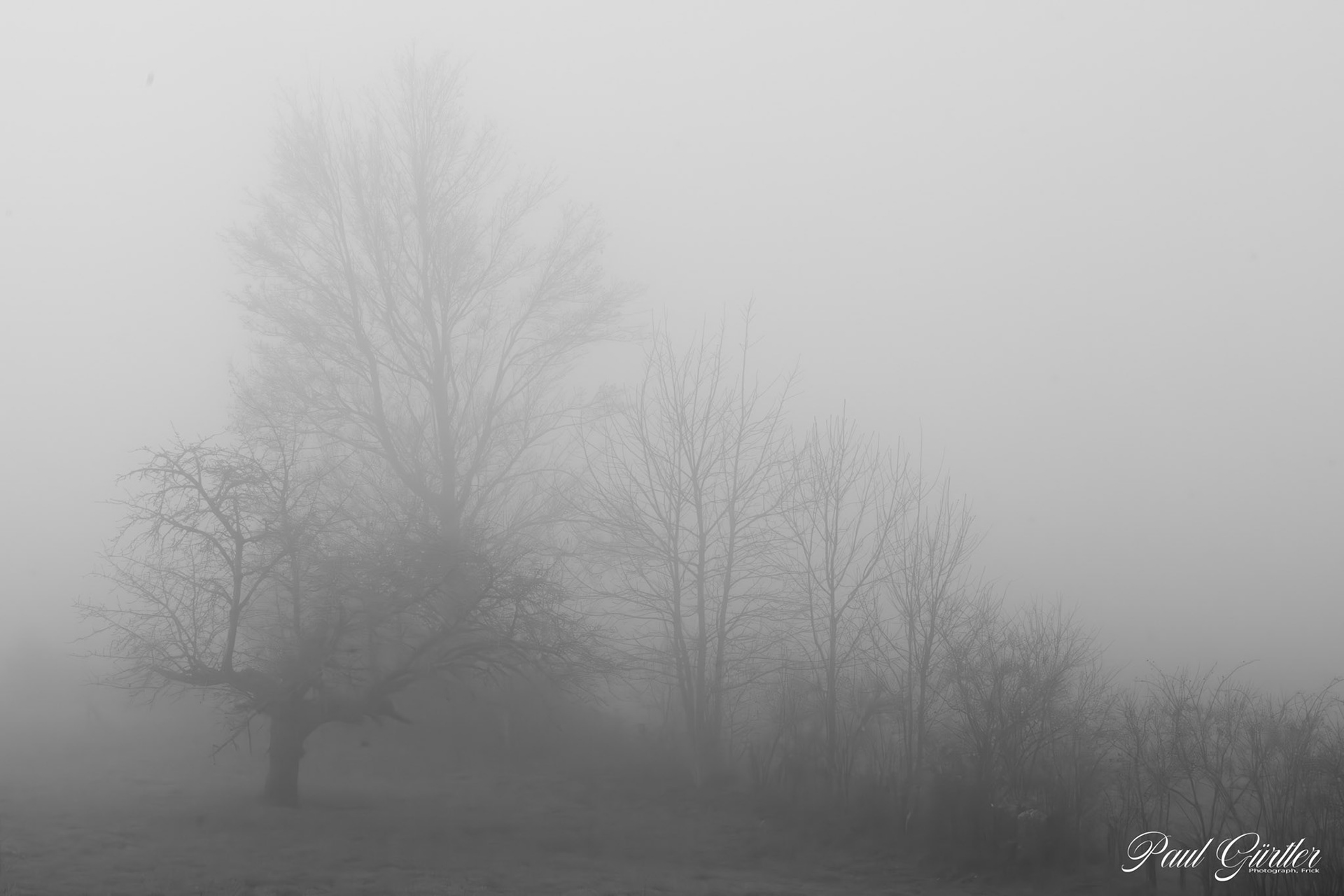Nebel in der Natur