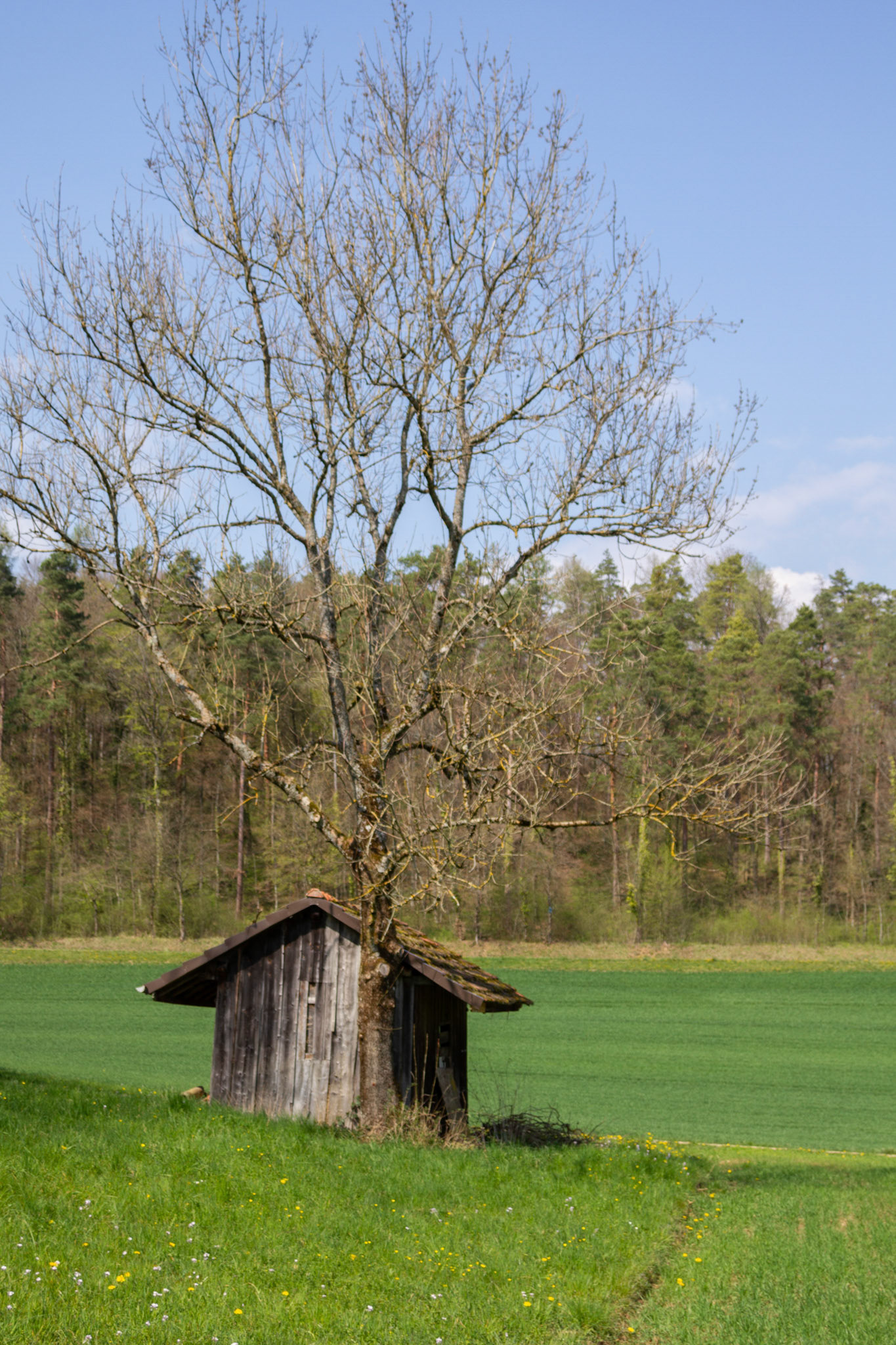 Hütte mit Baum