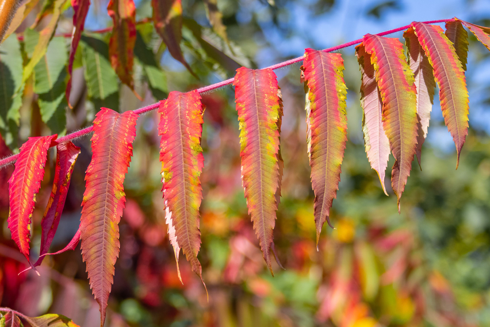 Essigbaum (Rhus typhina)