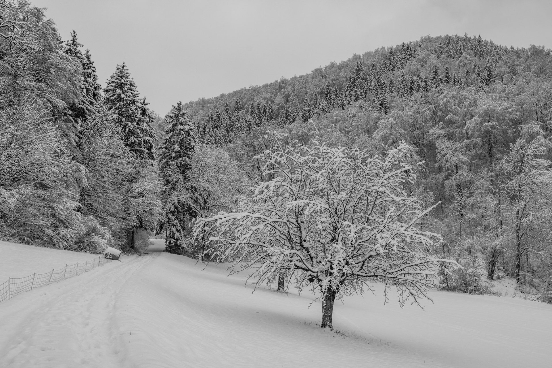 Kornberg im Winter