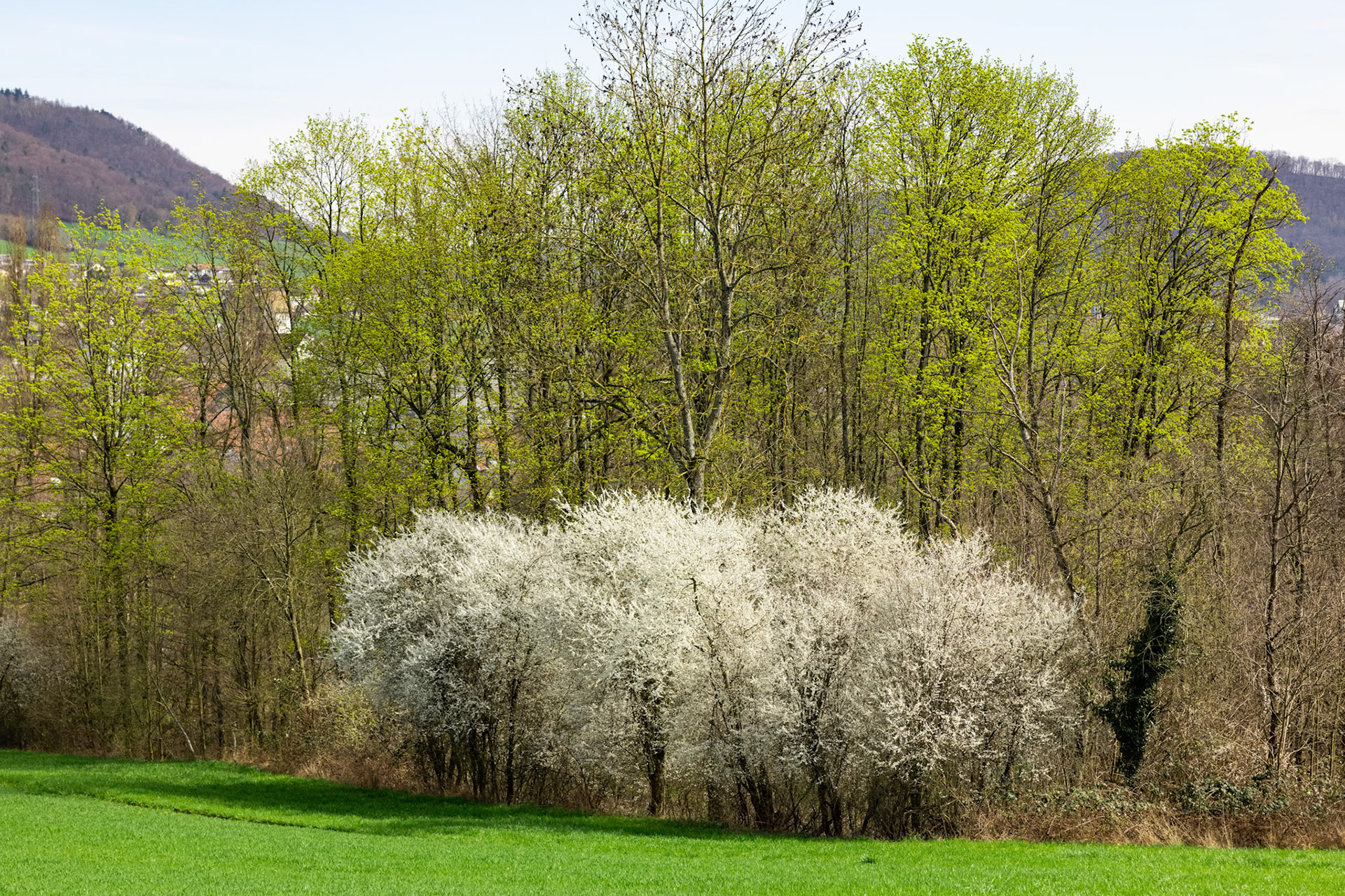Schlehdorn (Prunus spinosa)