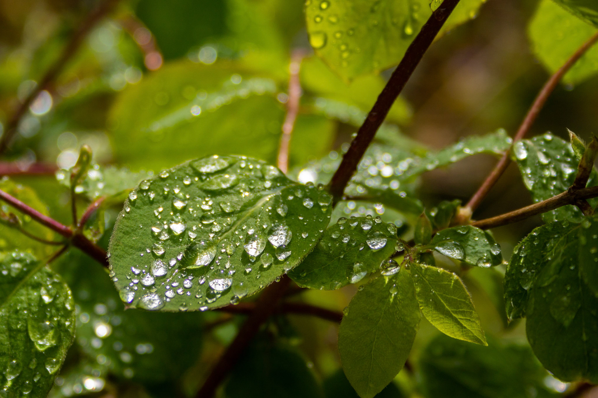 Nach dem Regen