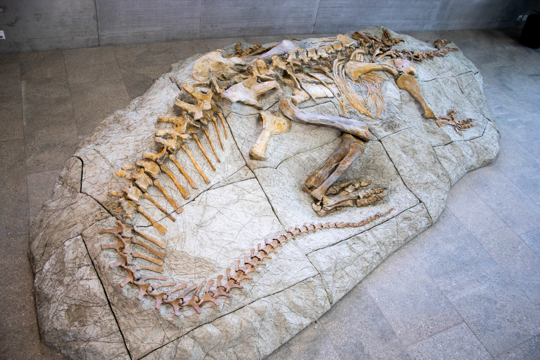 Vernissage XXL Plateosaurus