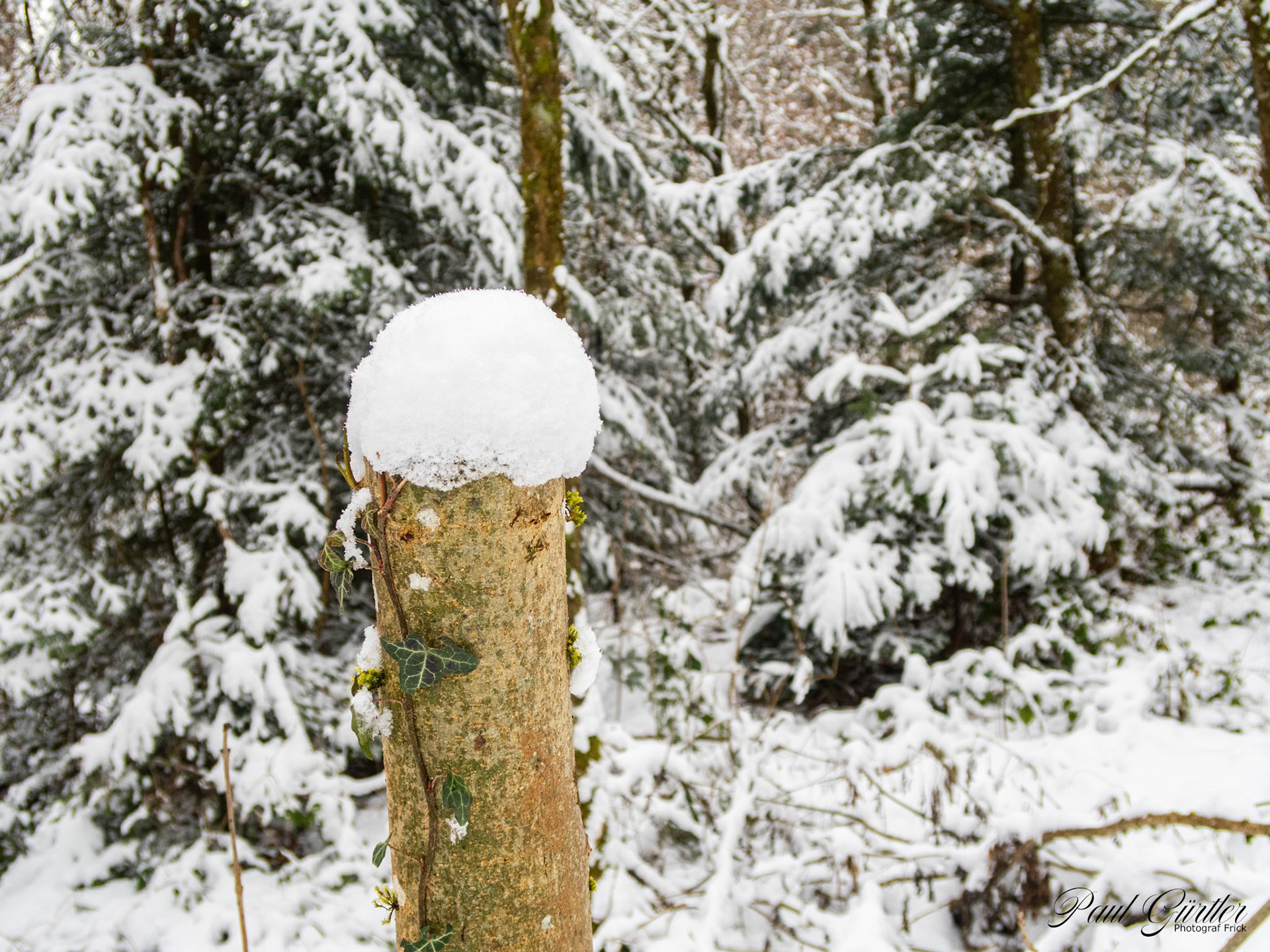 Neuschnee im Wald