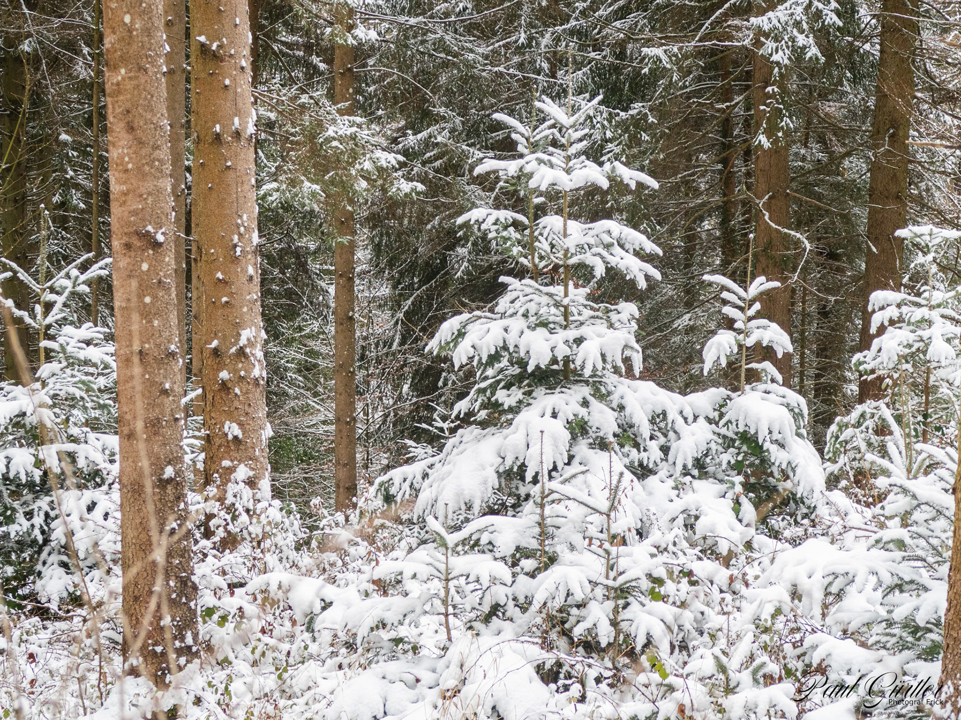 Neuschnee im Wald