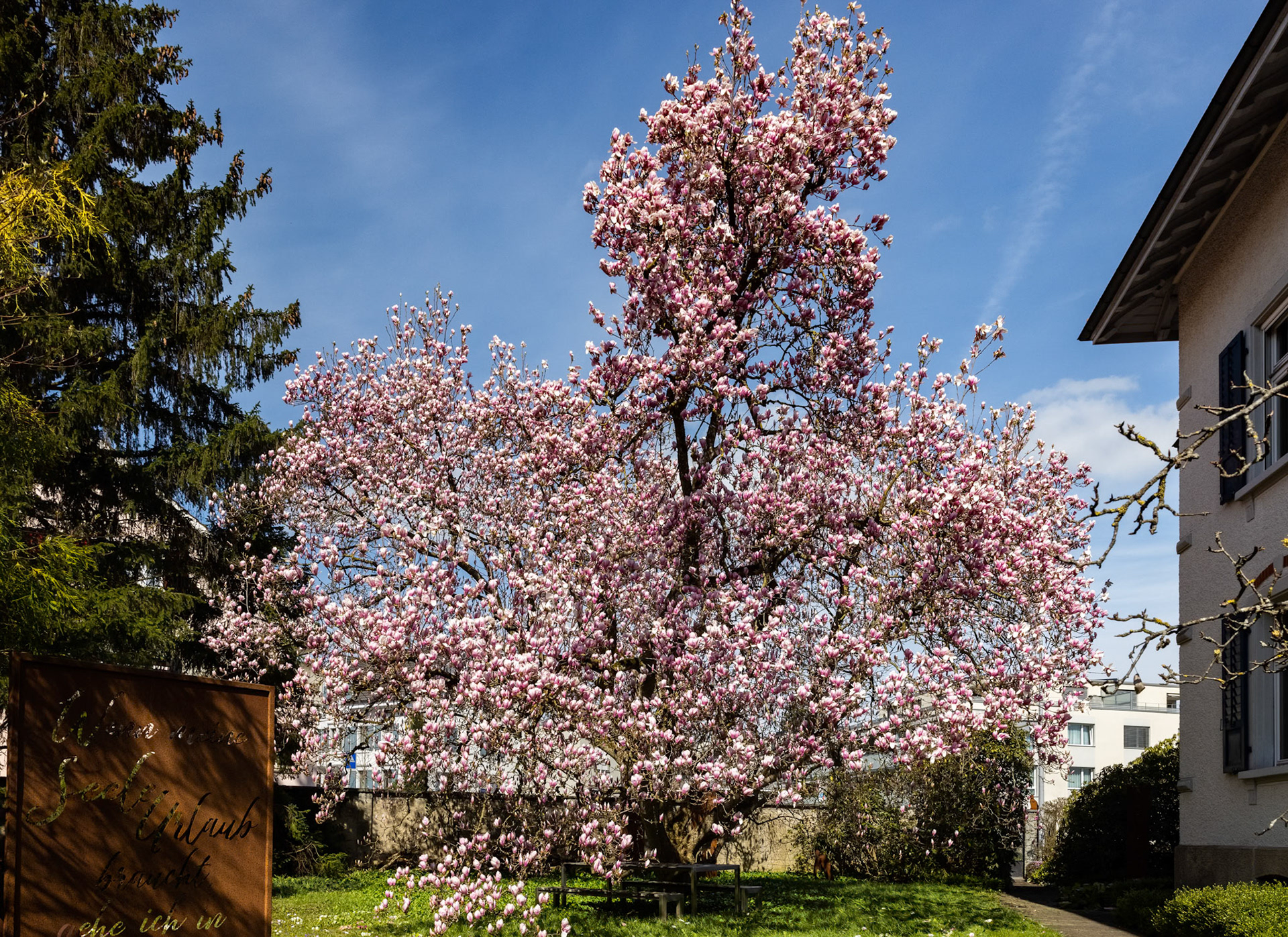 Magnolie (Magnolia)