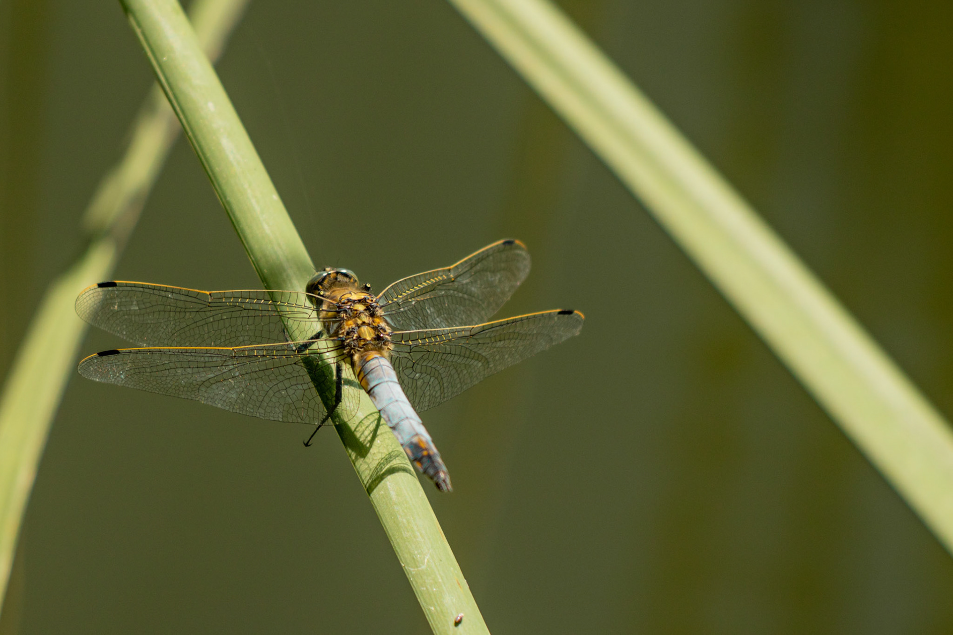 Libelle