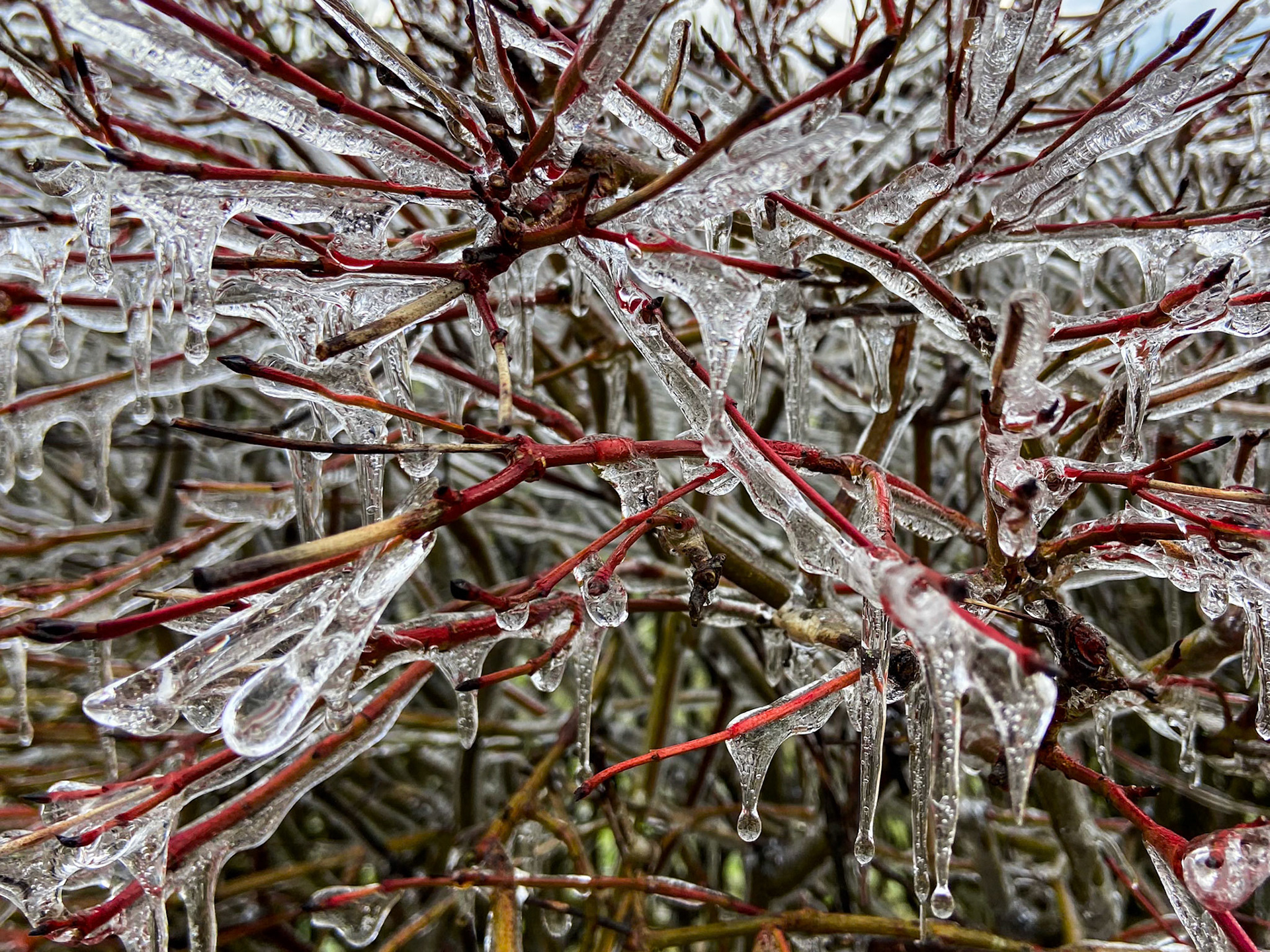 Eisregen