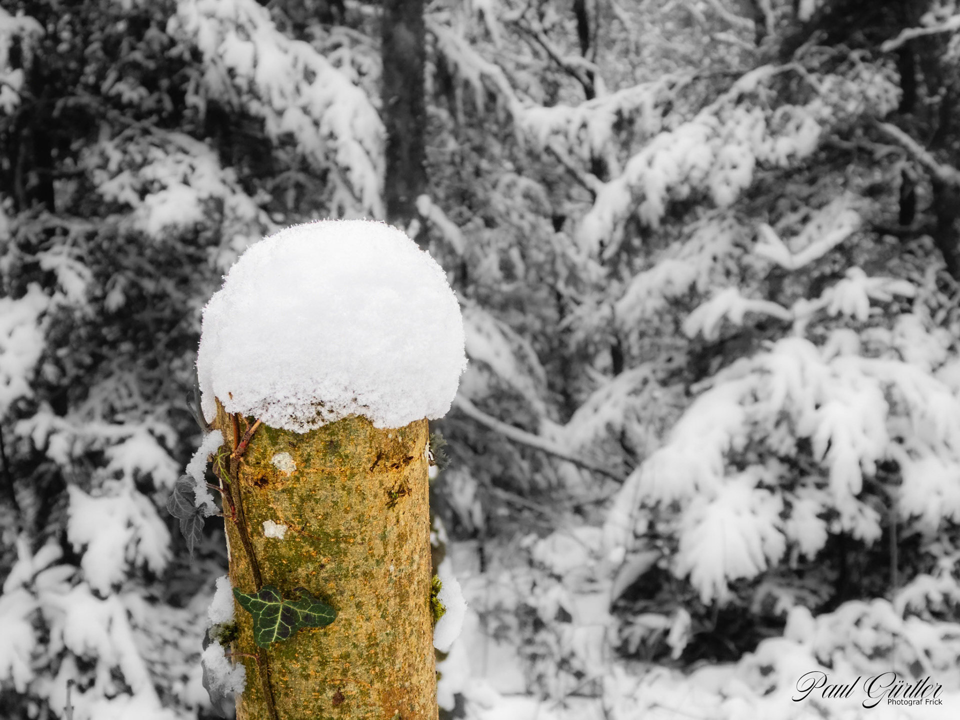 Neuschnee im Wald