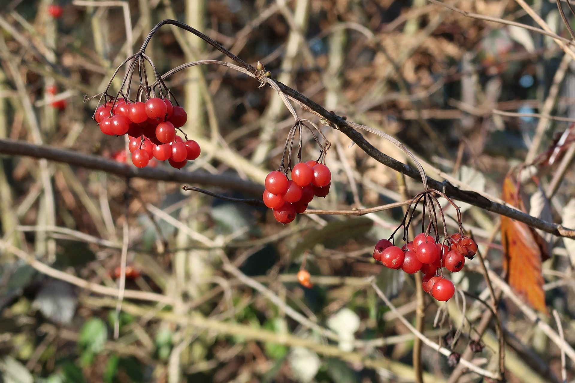 Beeren