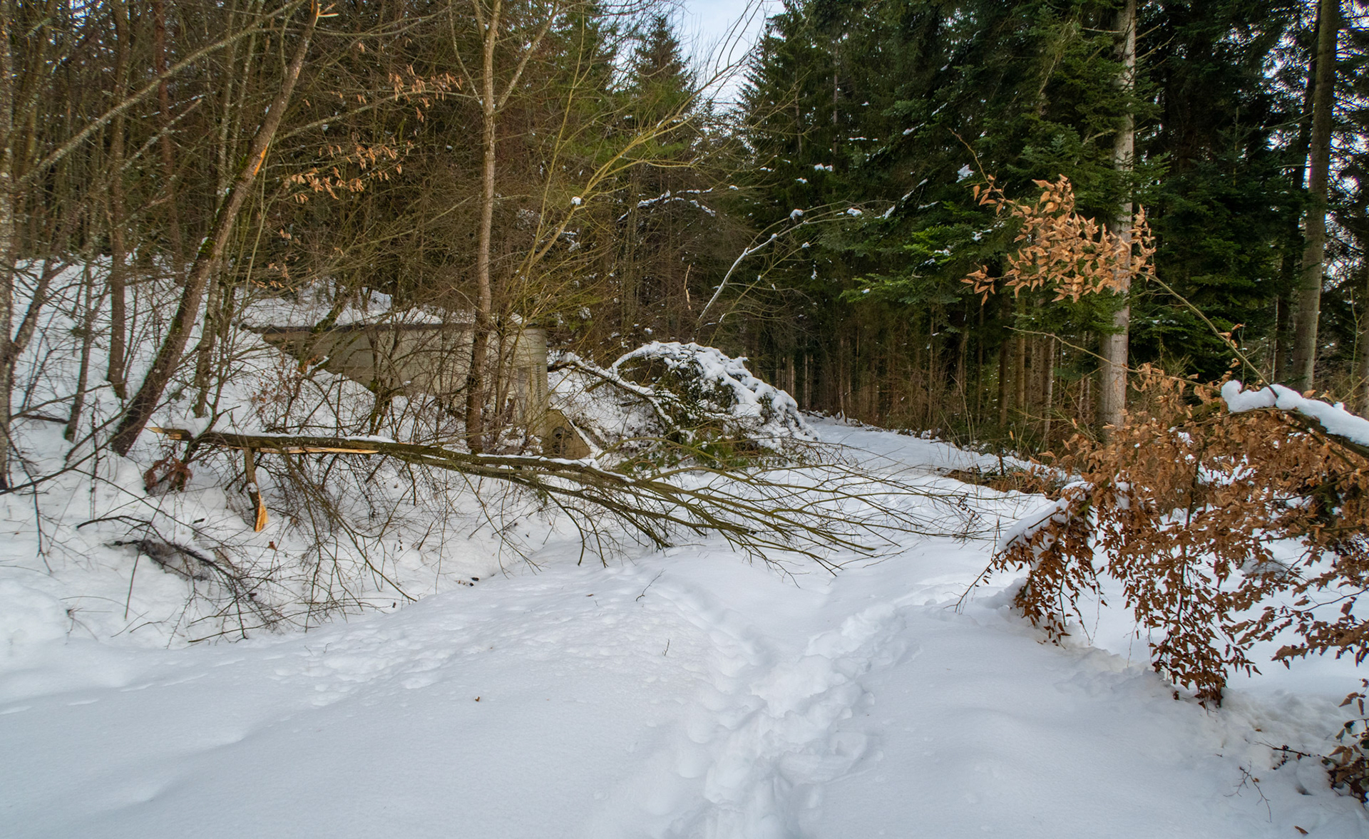 Bruchholz nach Scheefall
