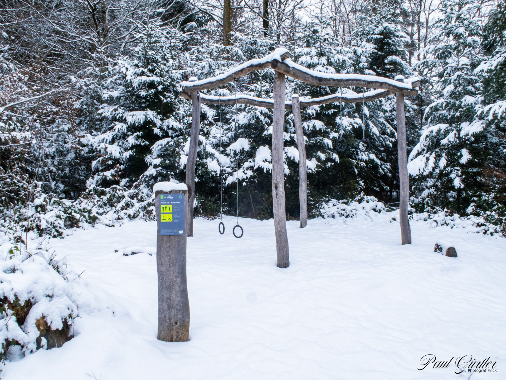 Neuschnee im Wald