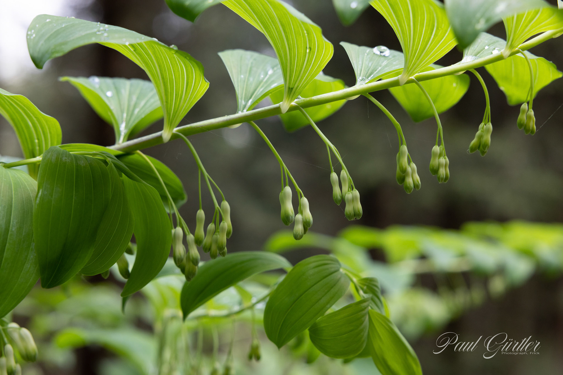 Vielblütige Weißwurz (Polygonatum multiflorum)