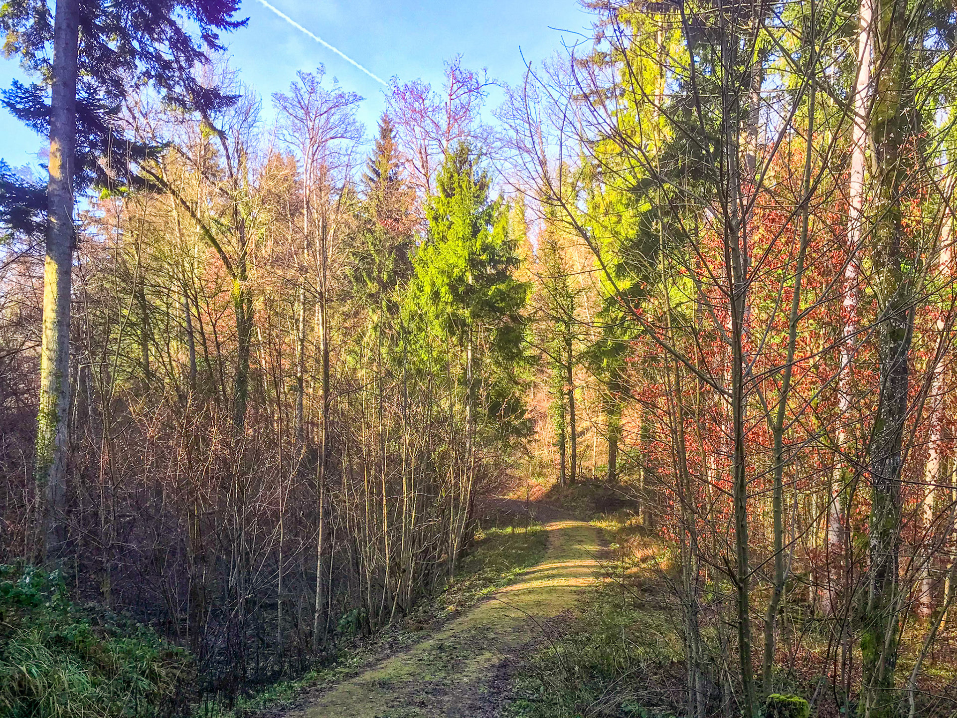 Neujahr 2022 im Wald