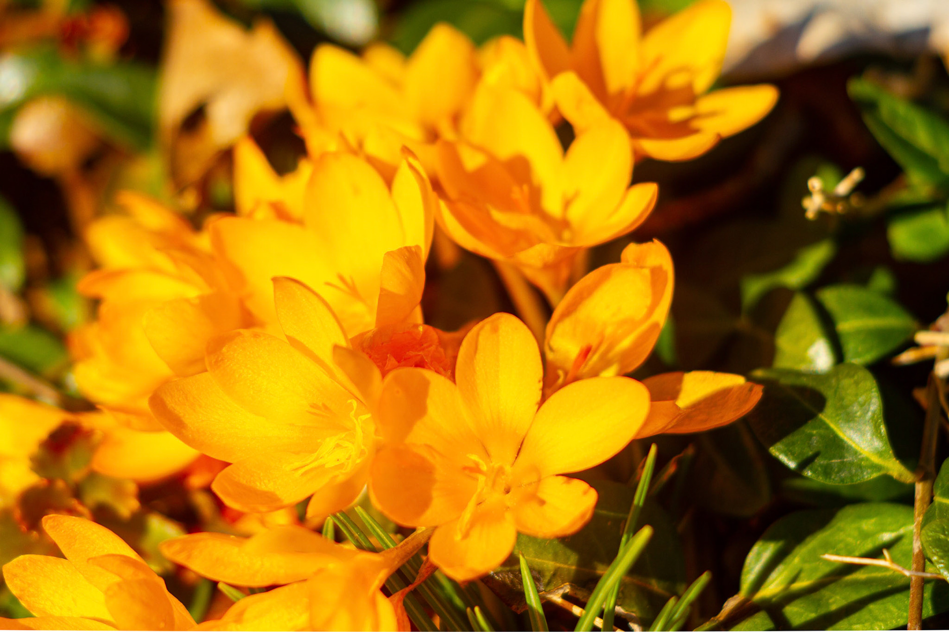 Krokus