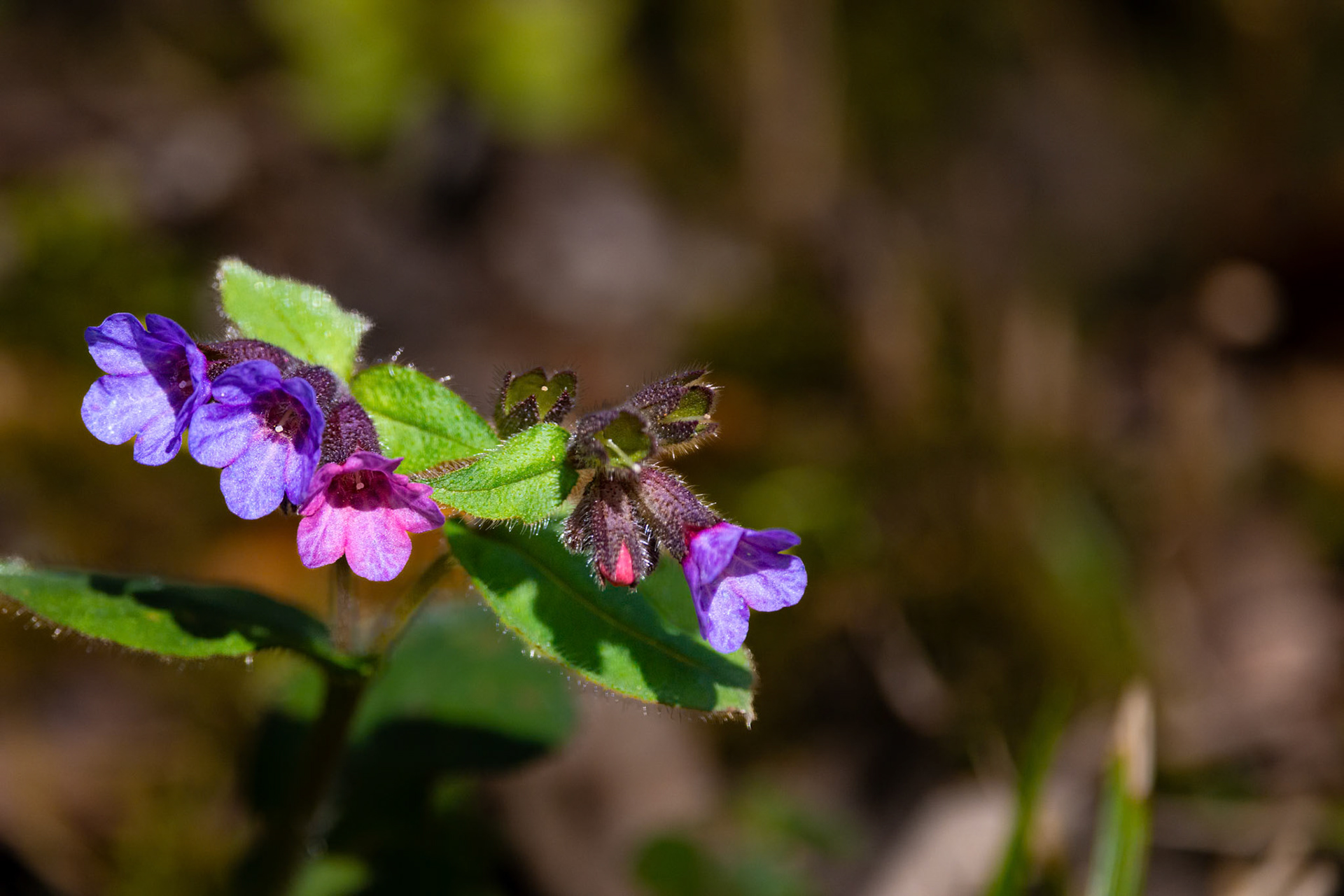Lungenkraut (Pulmonaria officinalis)
