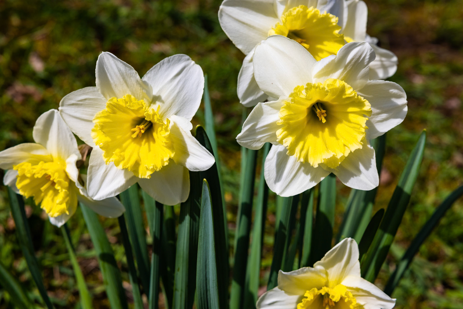 Gelbe Narzisse (Narcissus pseudonarcissus)