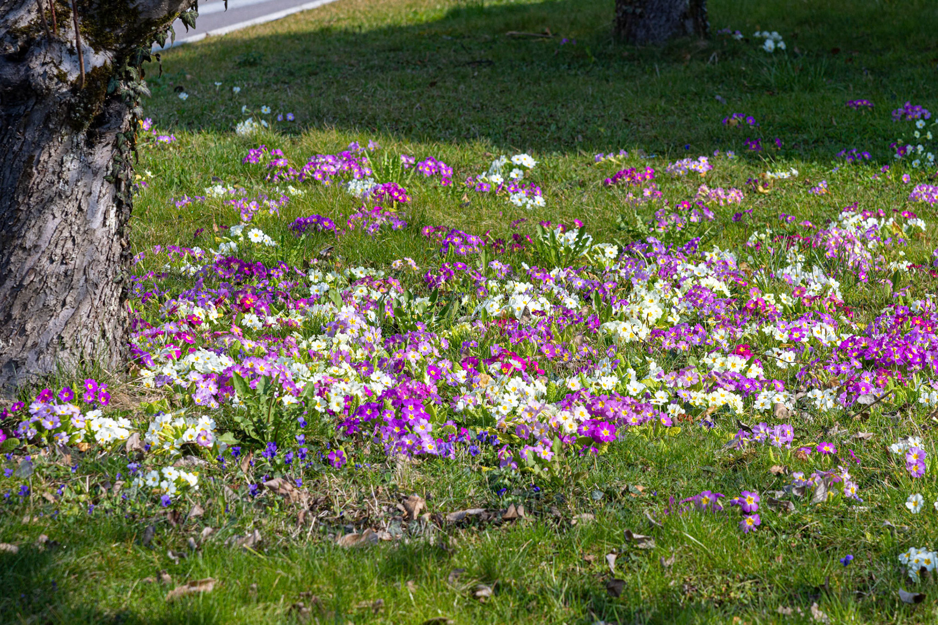 Primeln (Primula)