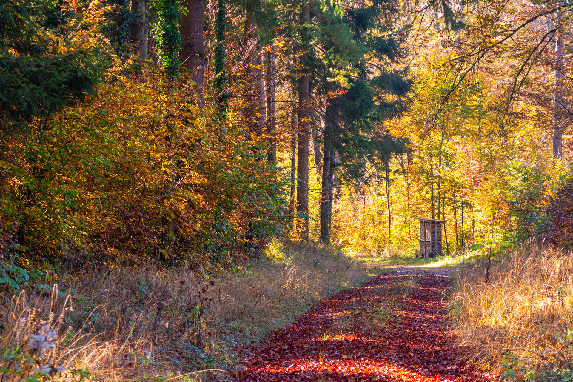 Herbststimmung am Frickberg