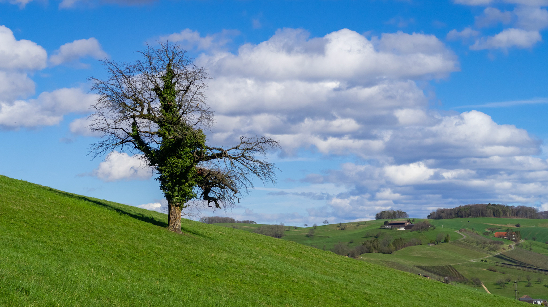 Baum mit Efeu, Steig