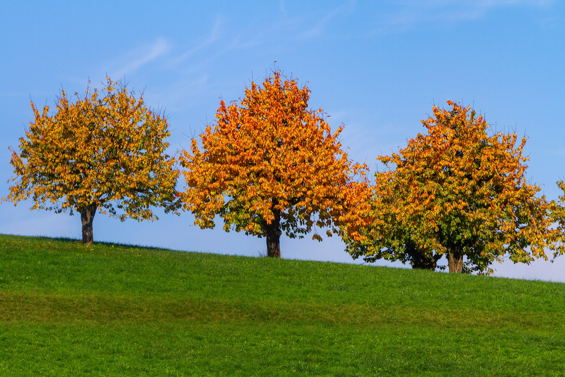 Chrisibaum Herbst