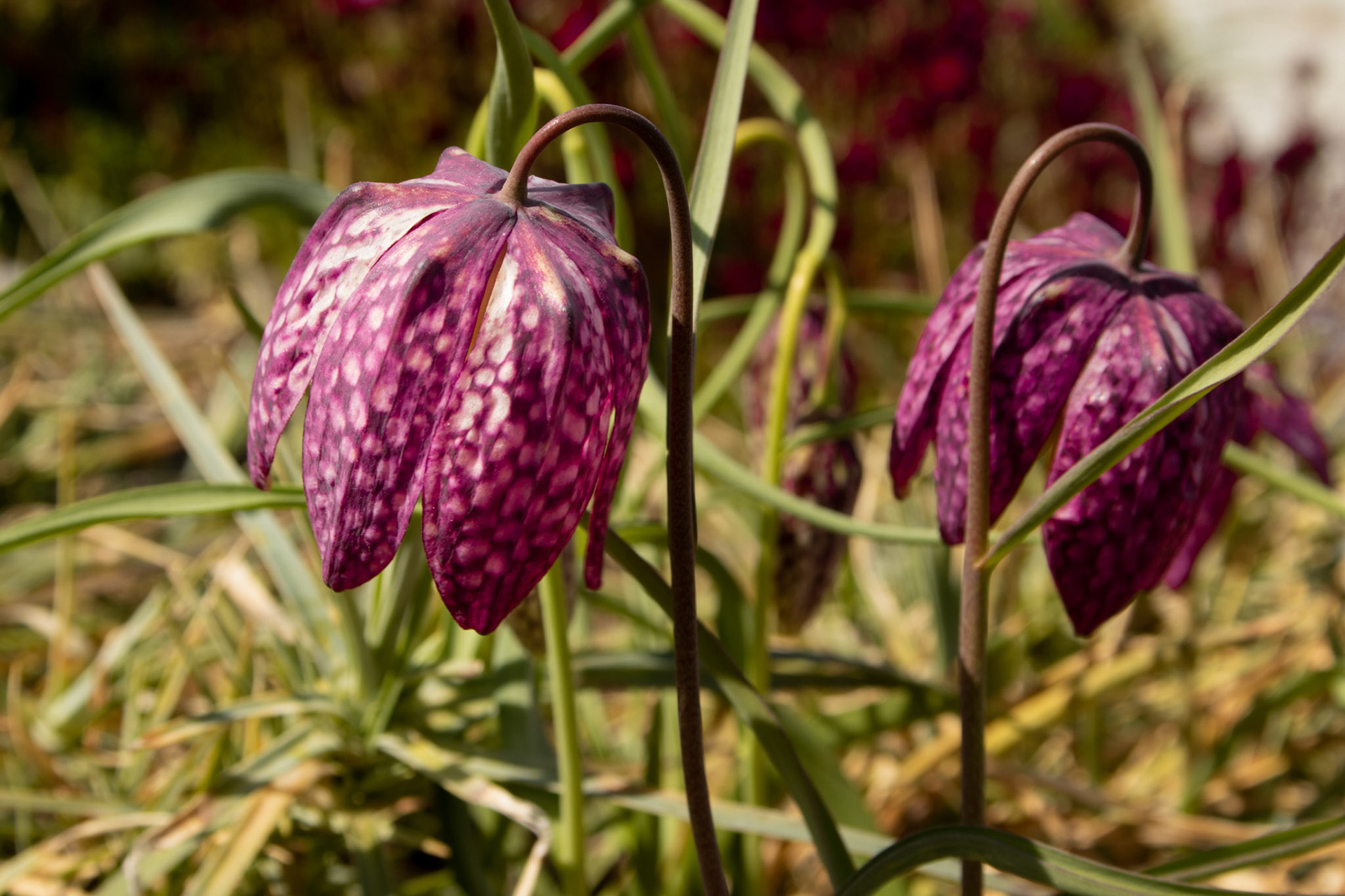Schachbrettblume