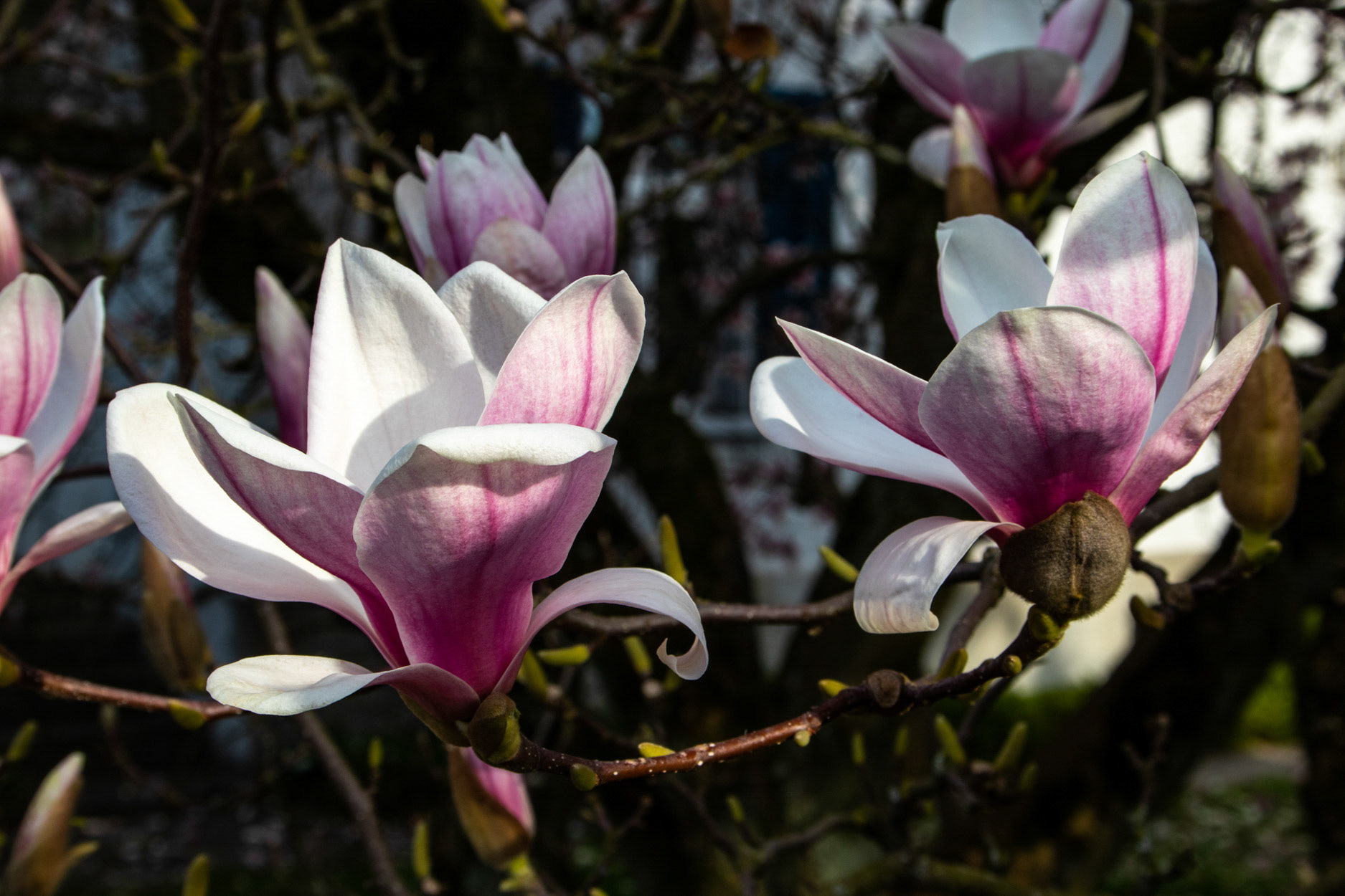 Magnolienblüte