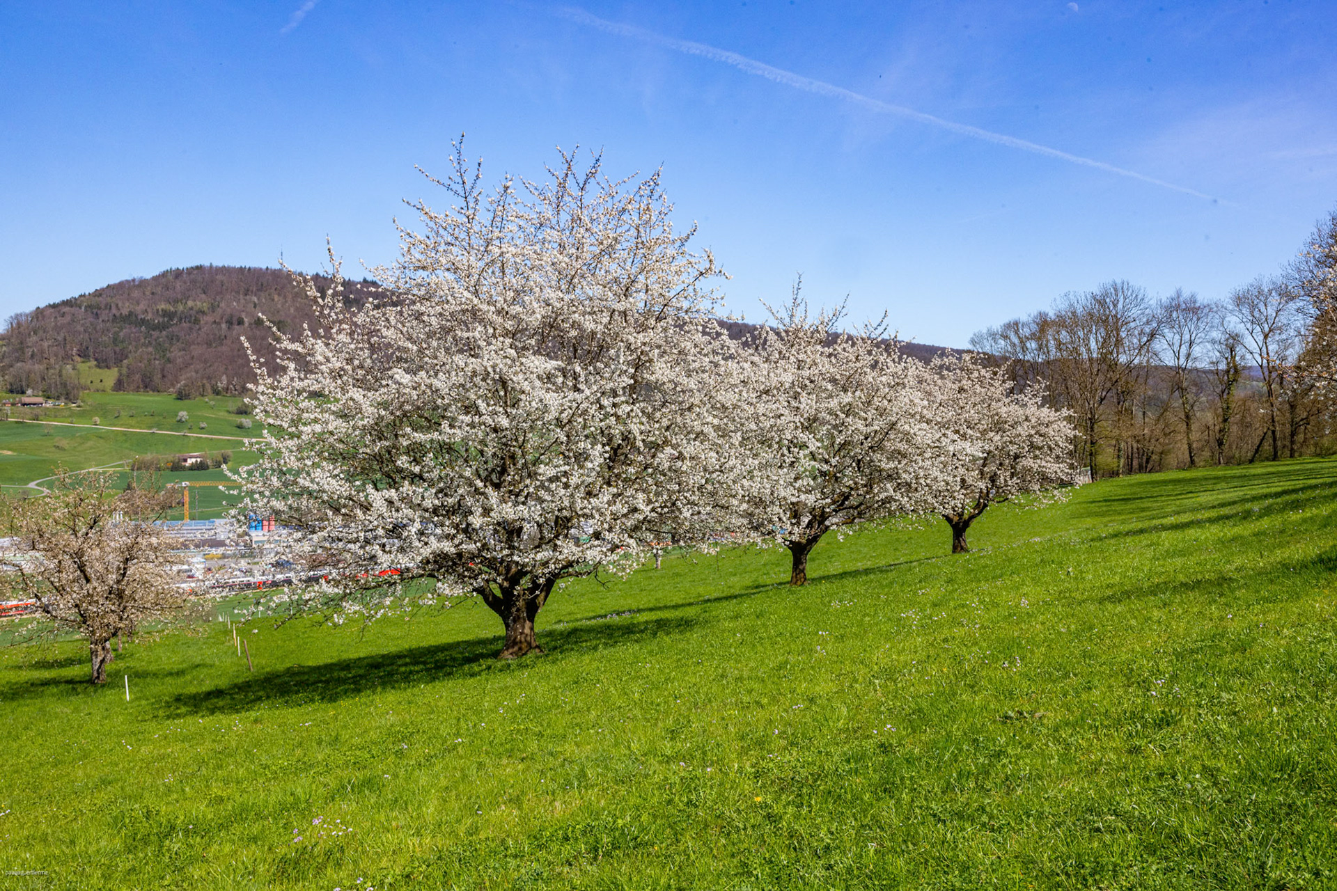 Chriesibluescht am Kornberg