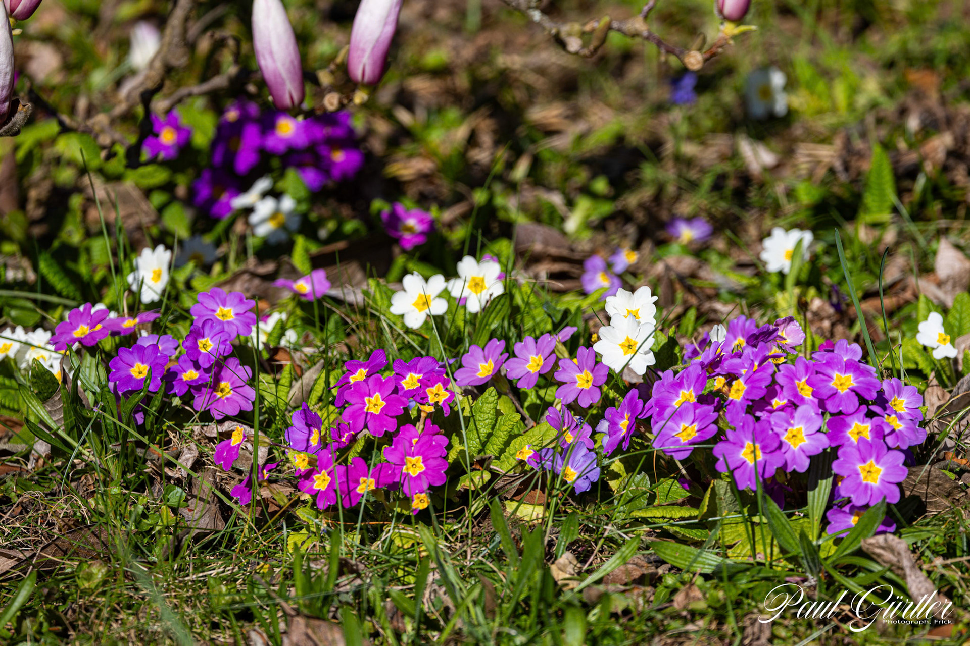 Primeln (Primula)