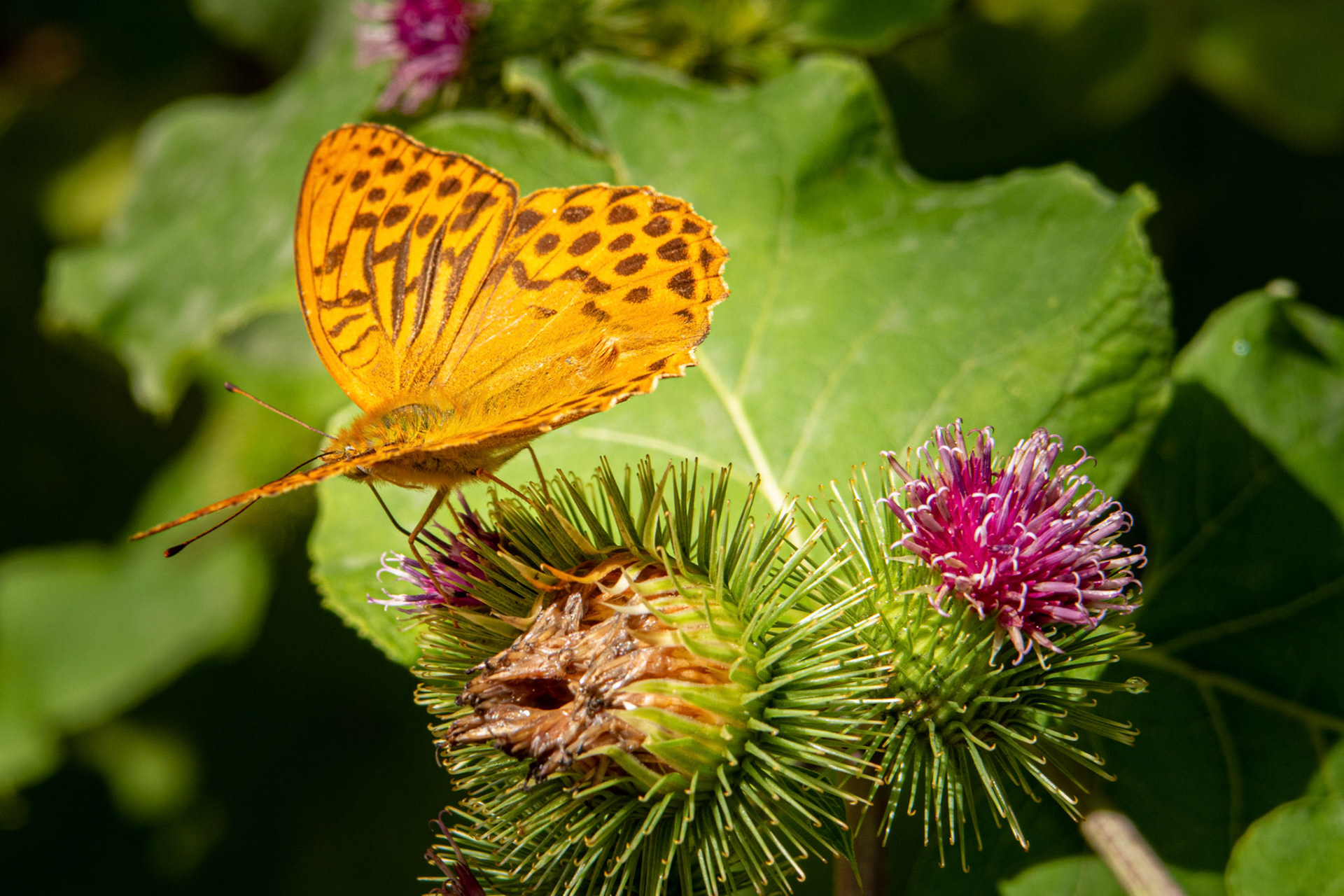Kaisermantel oder Silberstrich (Argynnis paphia) auf Grosser Klette (Arctium lappa)