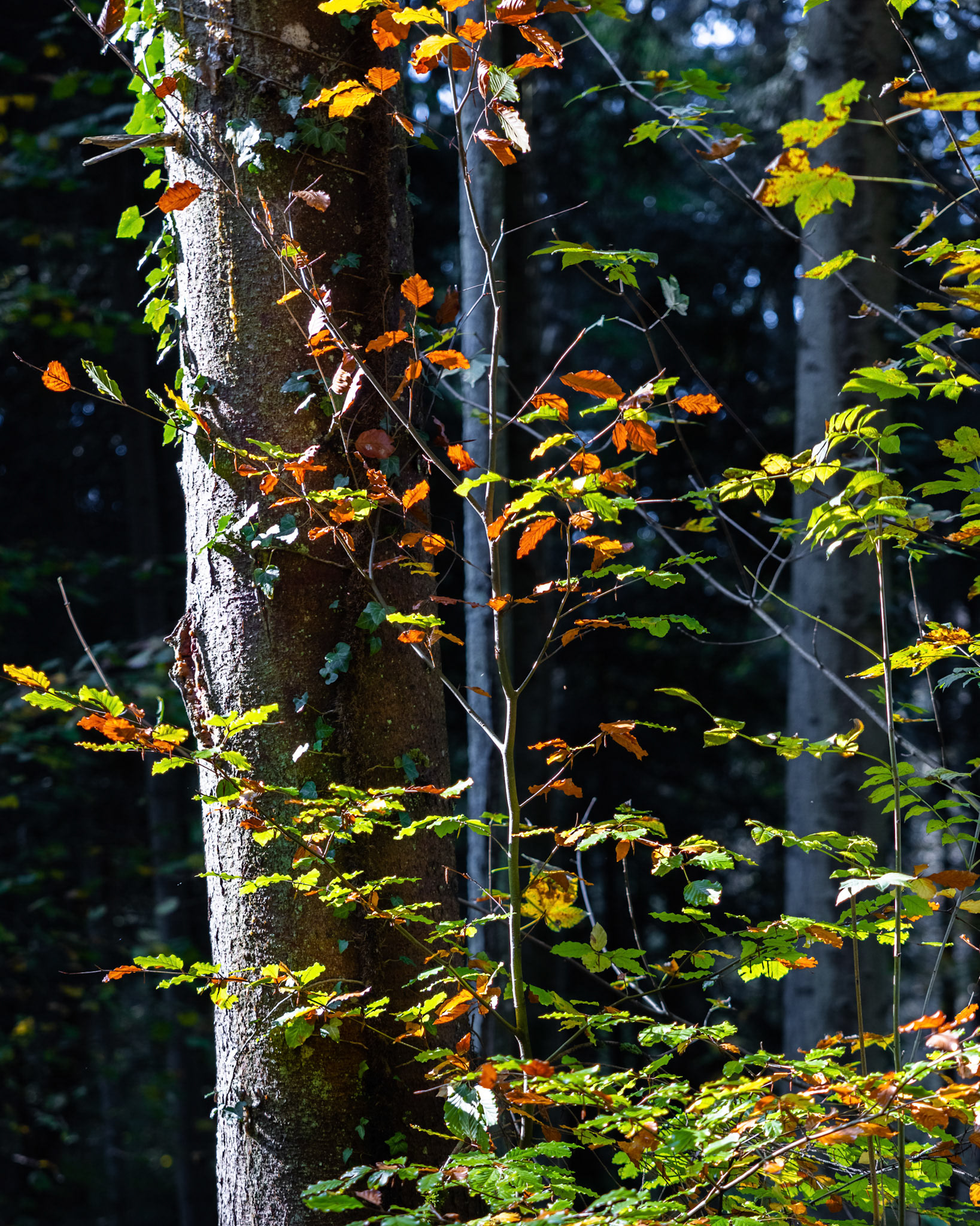 Herbststimmung