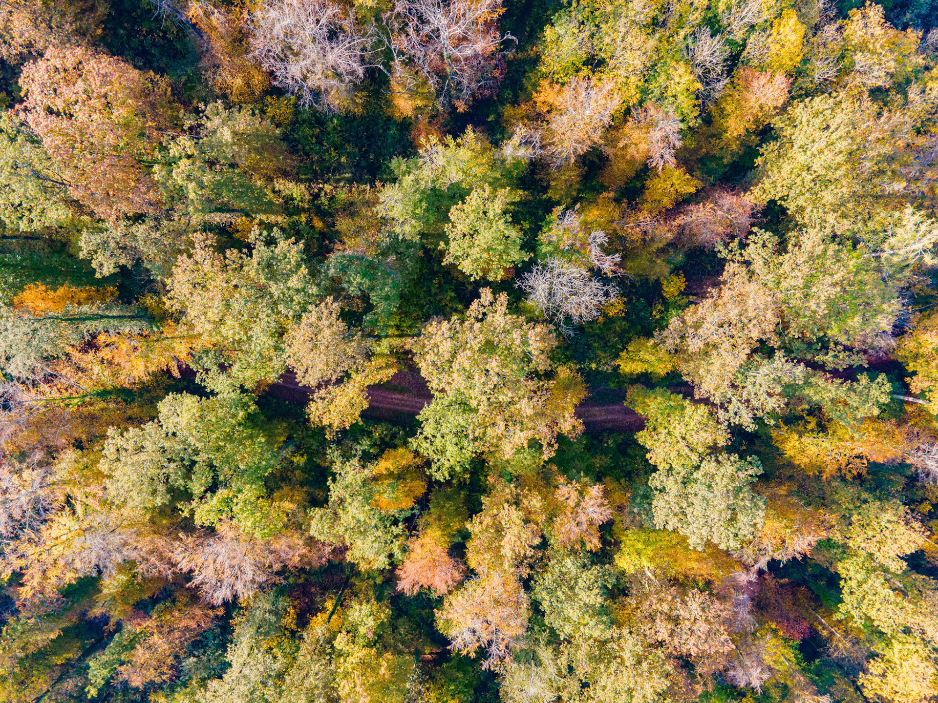 Herbstbilder mit der Drohne