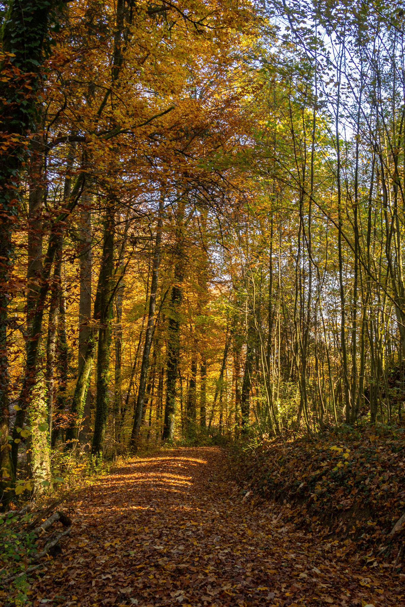 Herbstwald