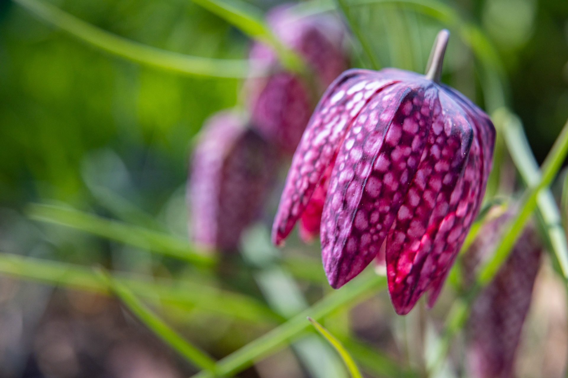 Schachblume (Fritillaria meleagris)
