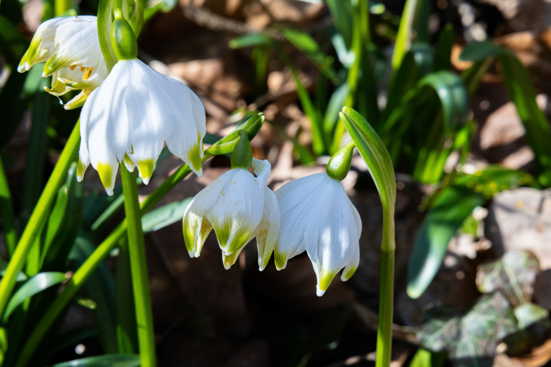 Frühlings-Knotenblume (Leucojum vernum)