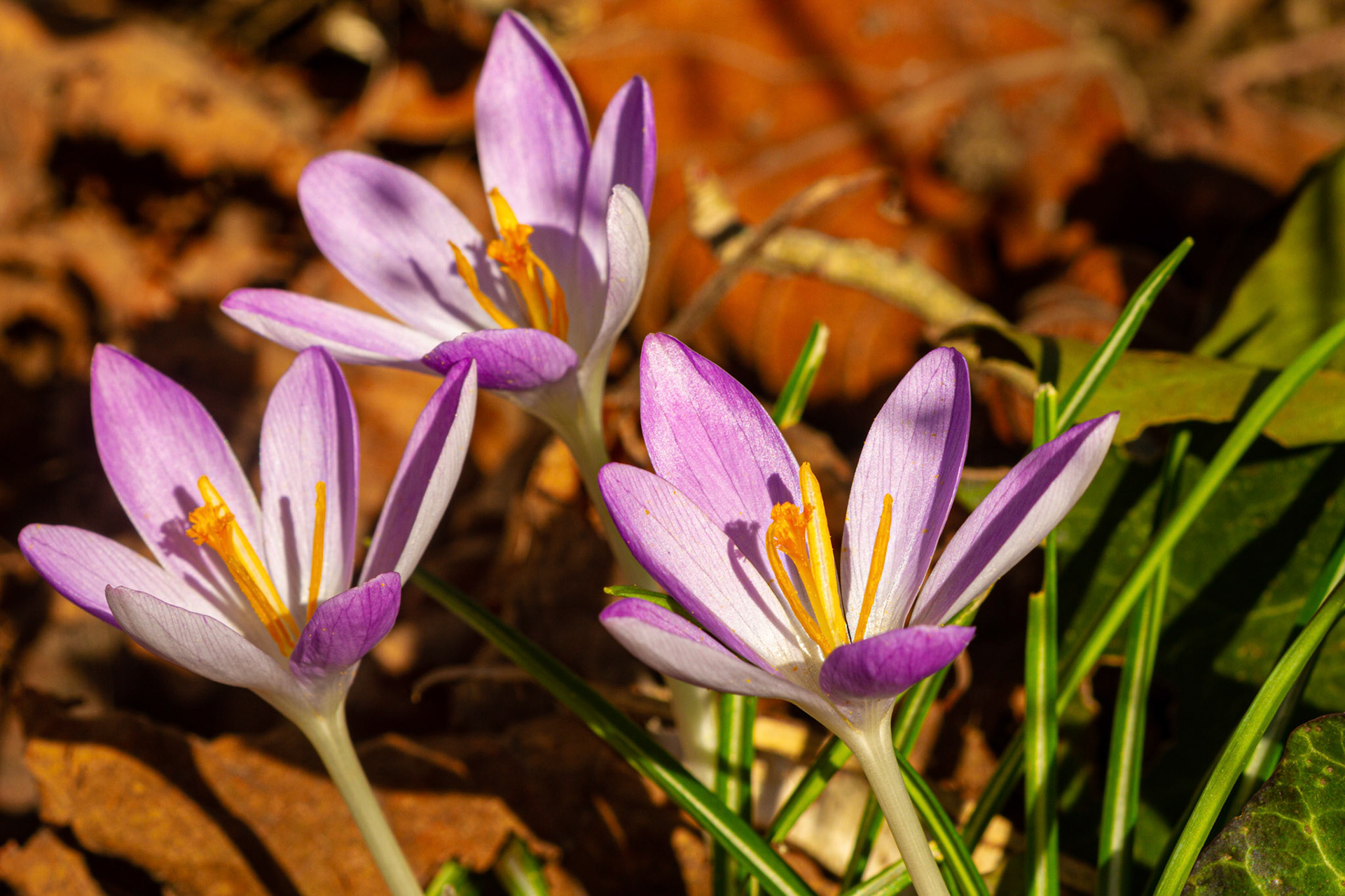Krokus