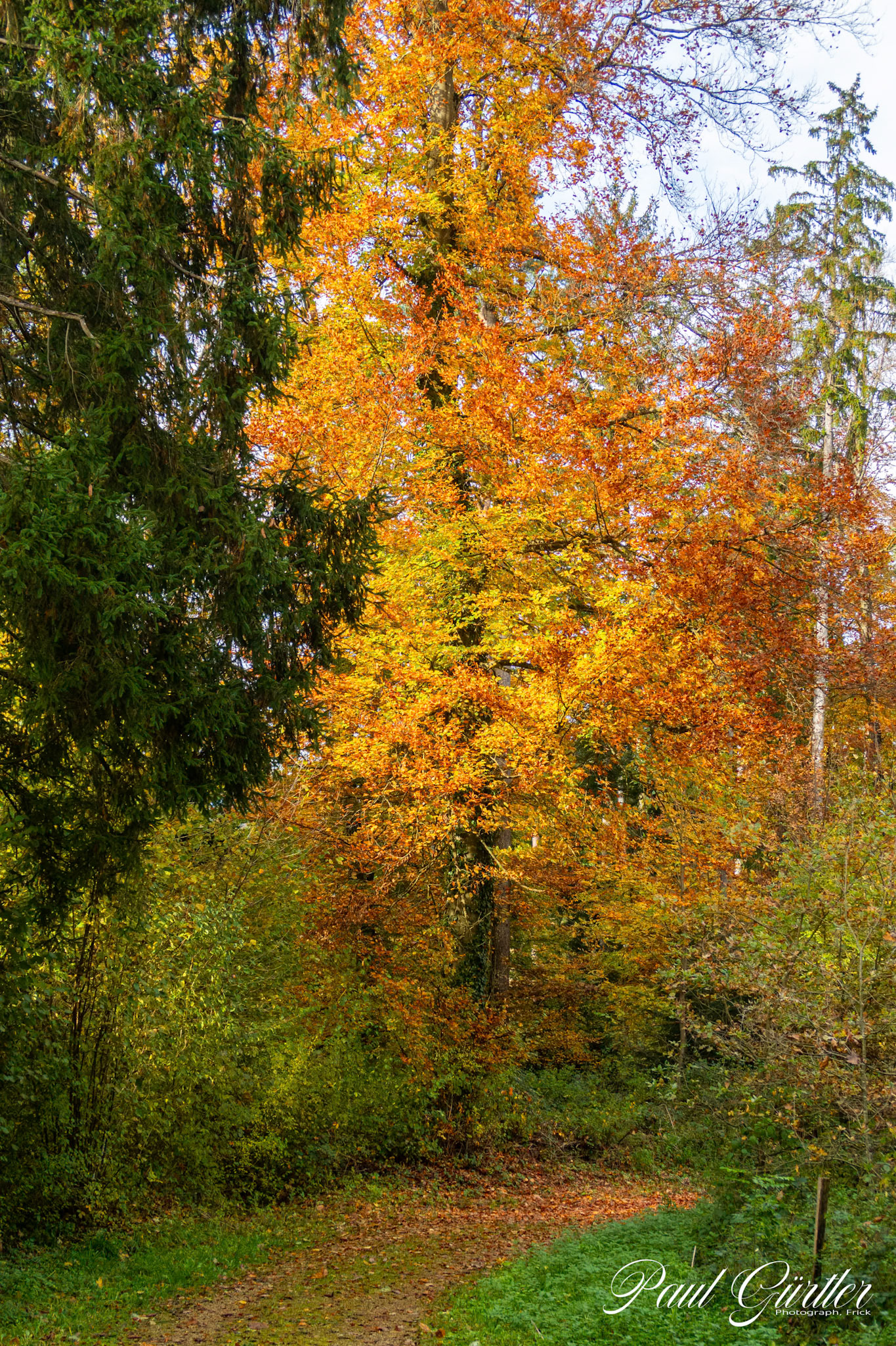 Herbstwald