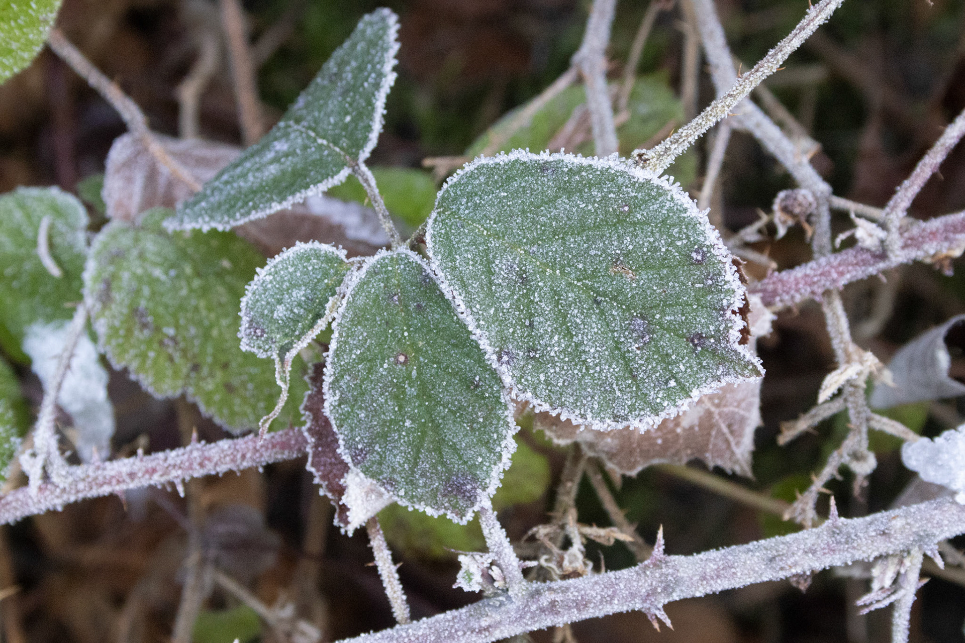 Rauhreif am Blatt
