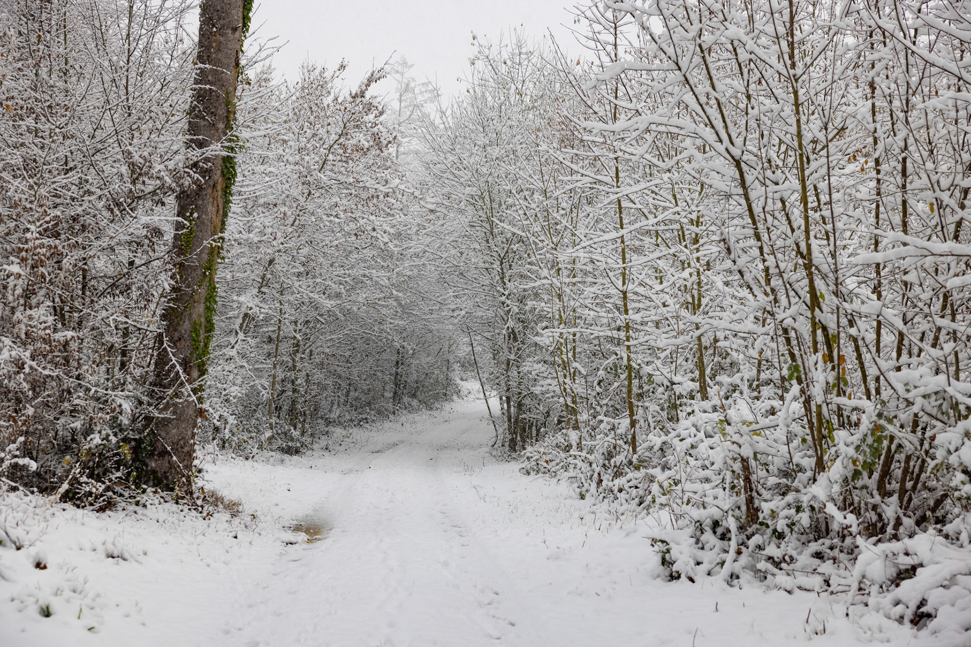 erster Schneefall