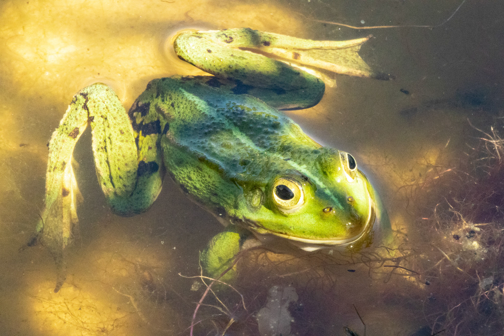 Teichfrosch