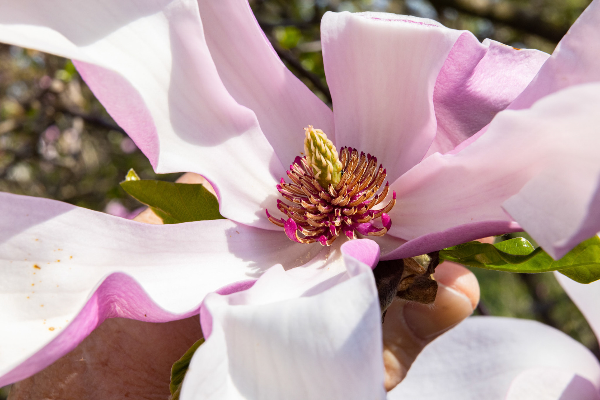Magnolie (Magnolia)