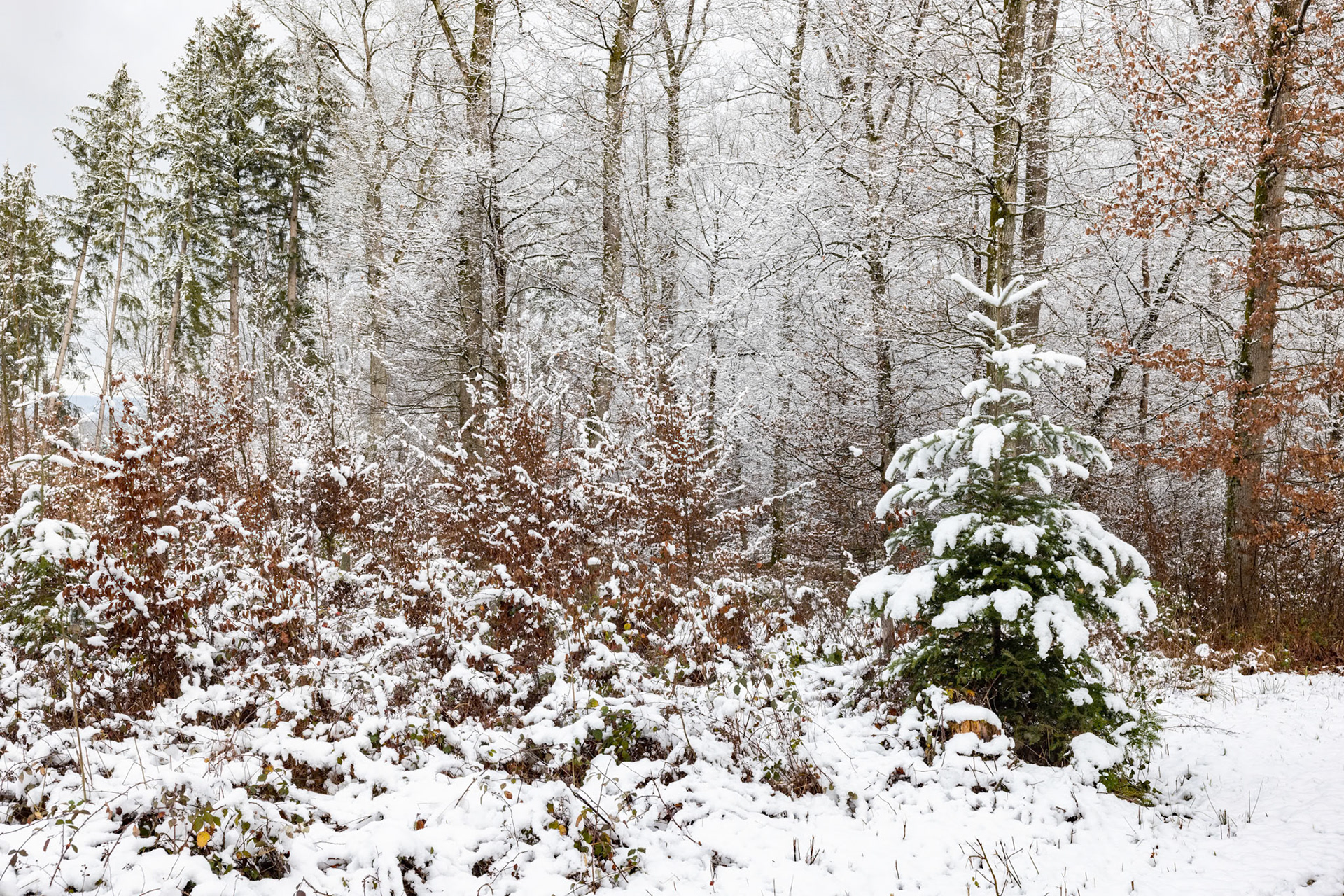 Wald im Winter