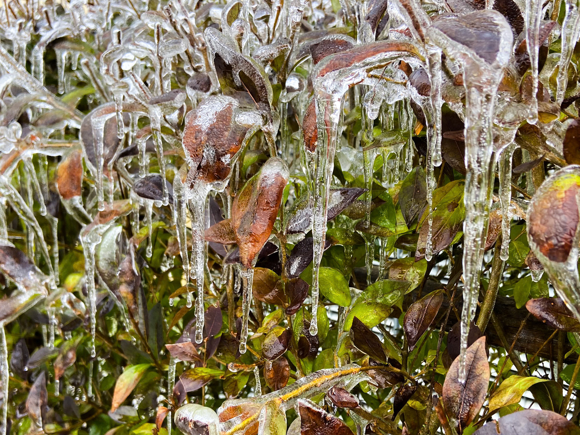 Eisregen