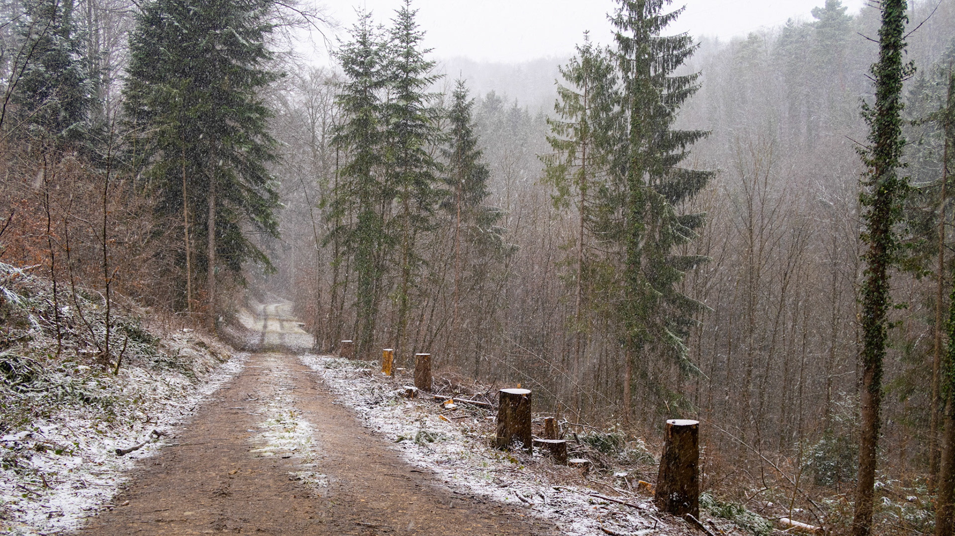 Waldweg im Schnee