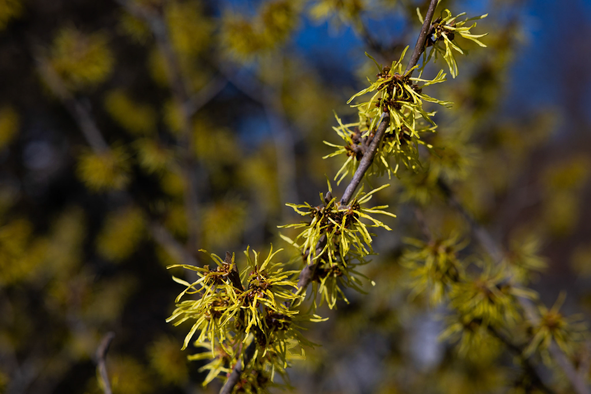 Chinesische Zaubernuss (Hamamelis mollis)