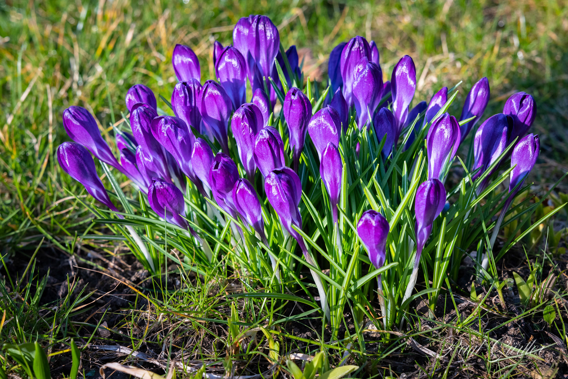 Krokus