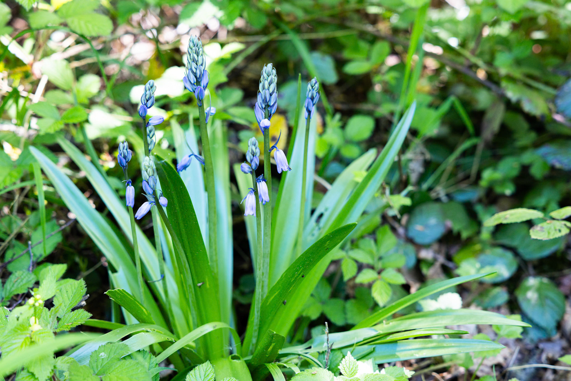 Hasenglöckchen (Hyacinthoides)